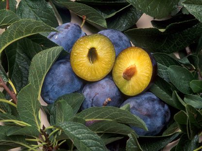 Cut open yellow plum-like fruit with pit, purple fruits around, dark green leaves.