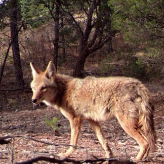 Coyote looking to side with trees behind.