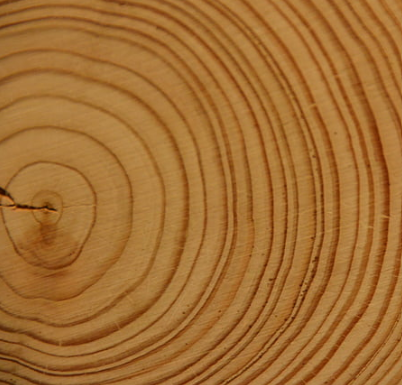 Sanded wood cross-section with dark tree rings.
