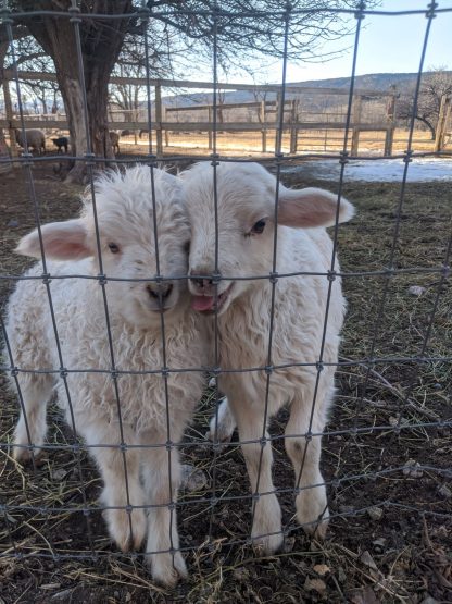 Two cute young sheep with white fur looking forward from behind a fence.