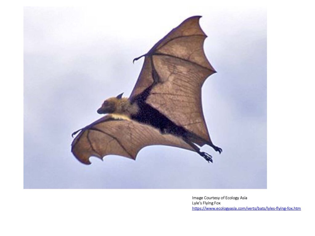 Brown bat with big brown wings soaring and blonde fur around head