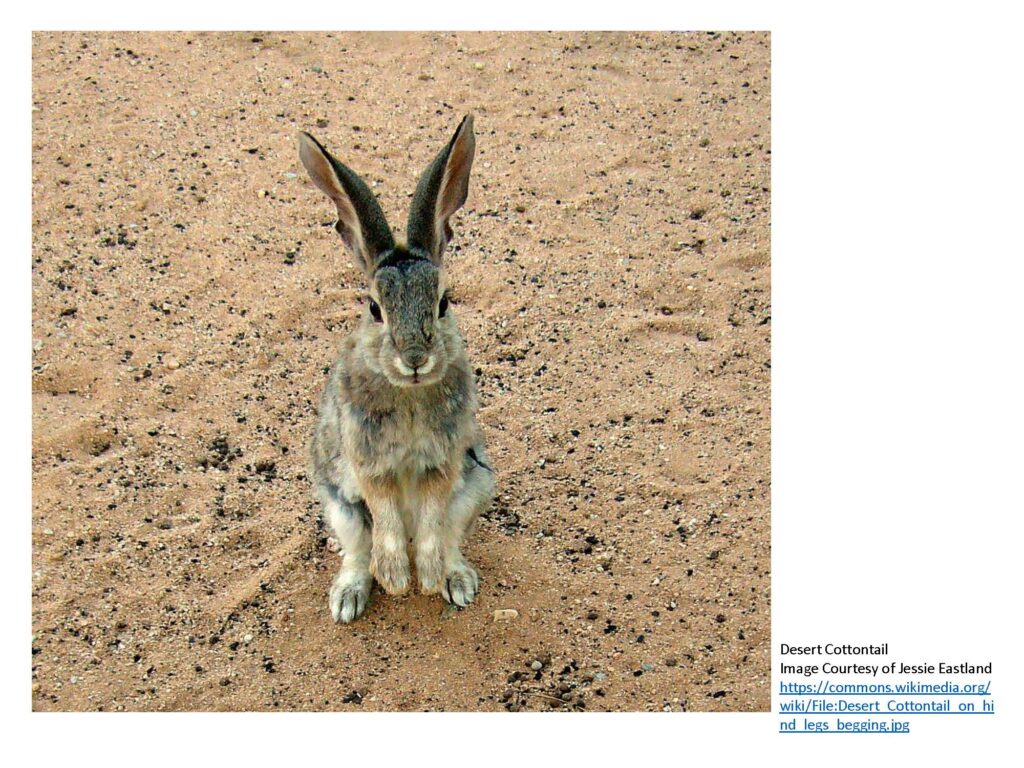 Rabbit with big ears and legs together