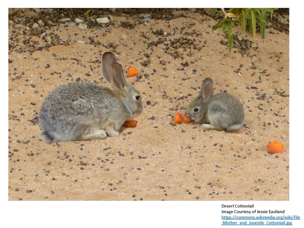 Rabbit mom and juvenile eating carrots