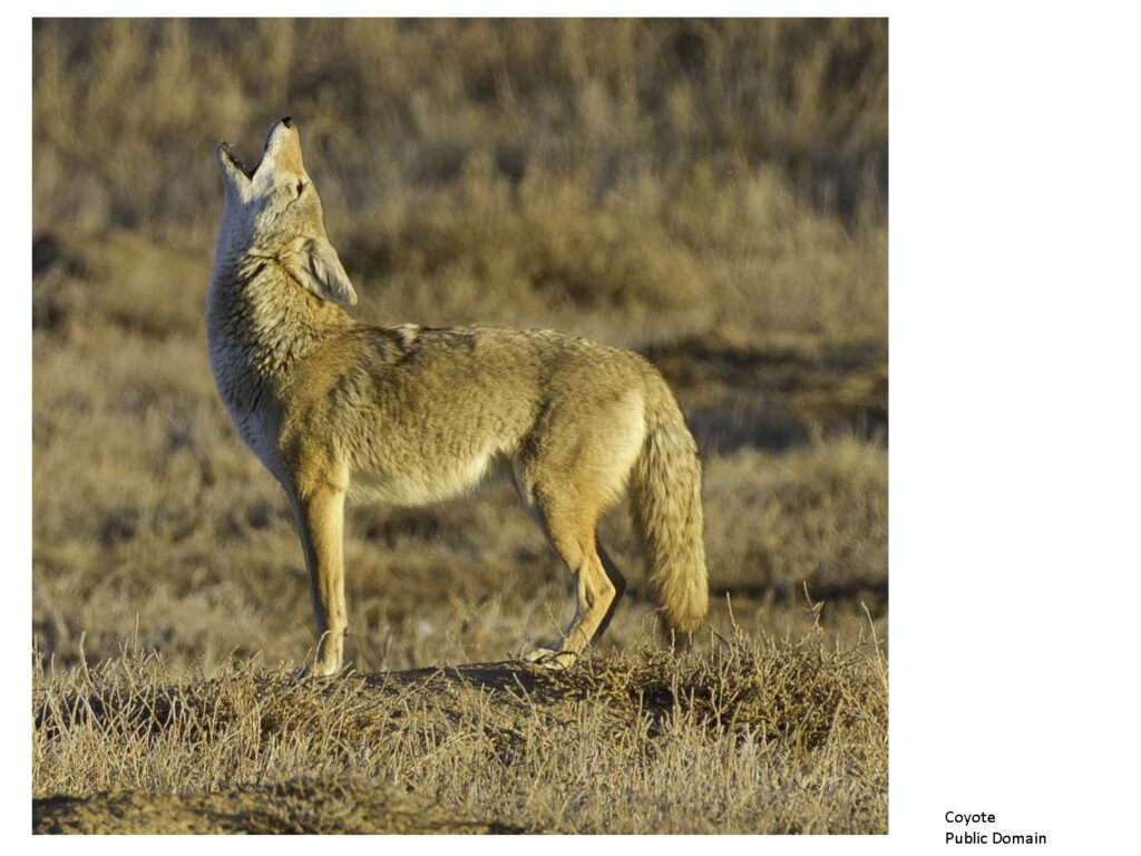 Coyote with head tilted back howling