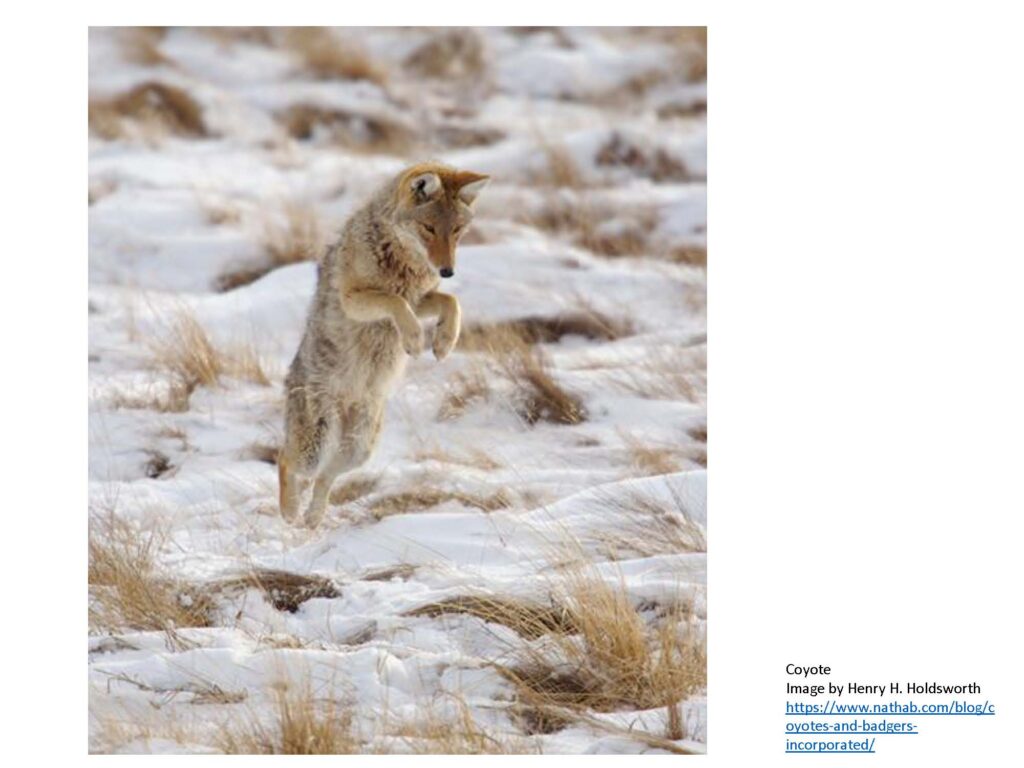 Coyote poised to dive into snowy grass