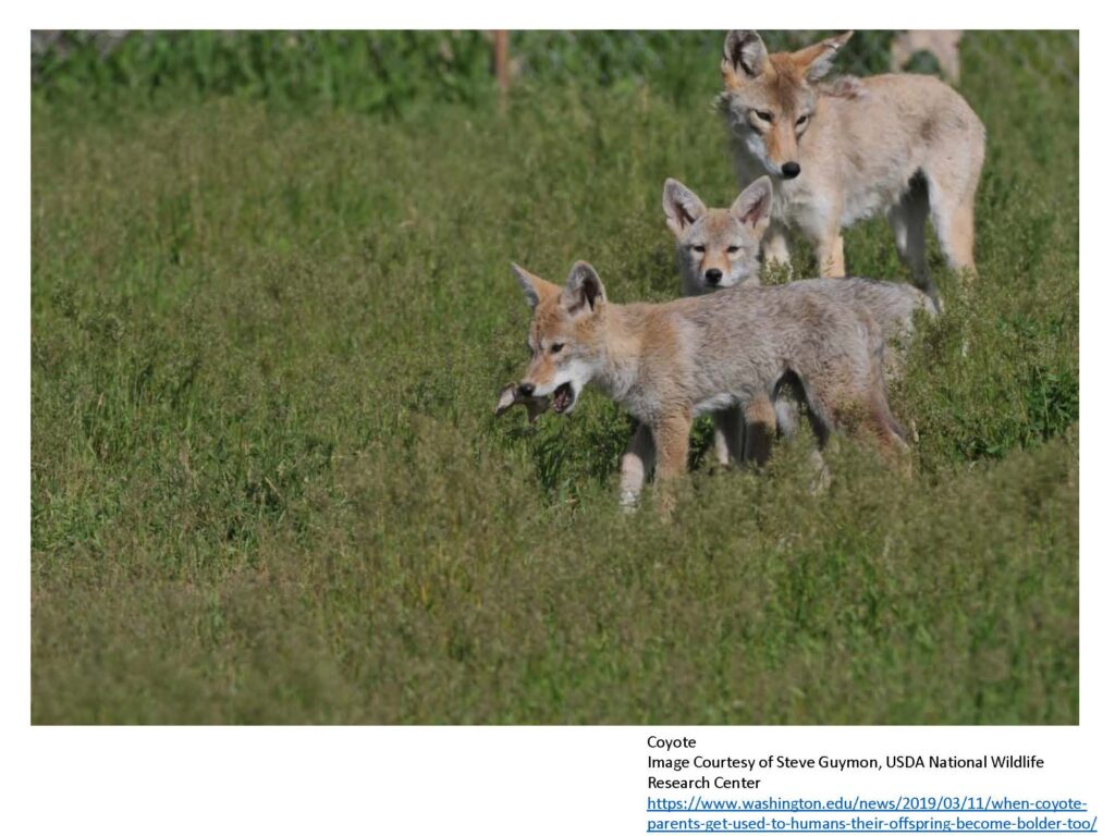 Coyote with pups in grass