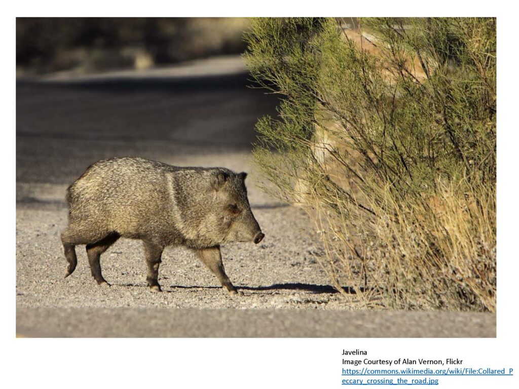 Javelina crossing road to bushes