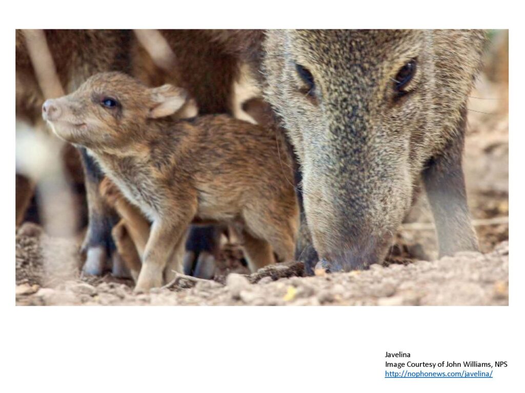 Javelina mother with snout lowered next to small brown baby