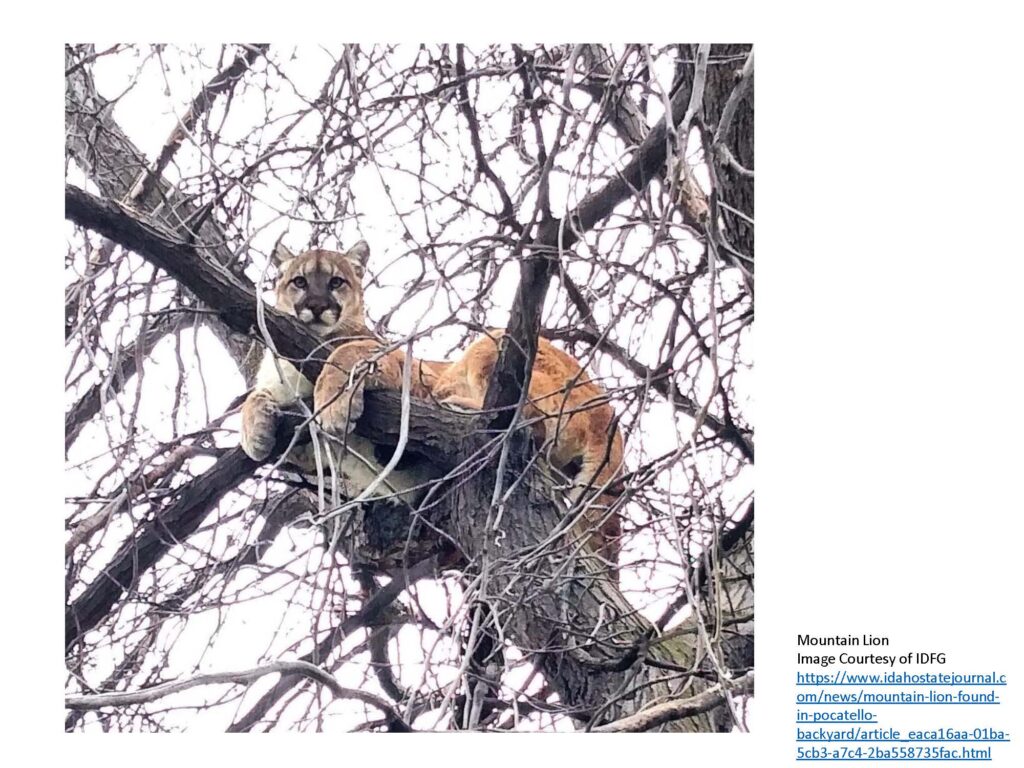 Mountain lion sitting in bare tree
