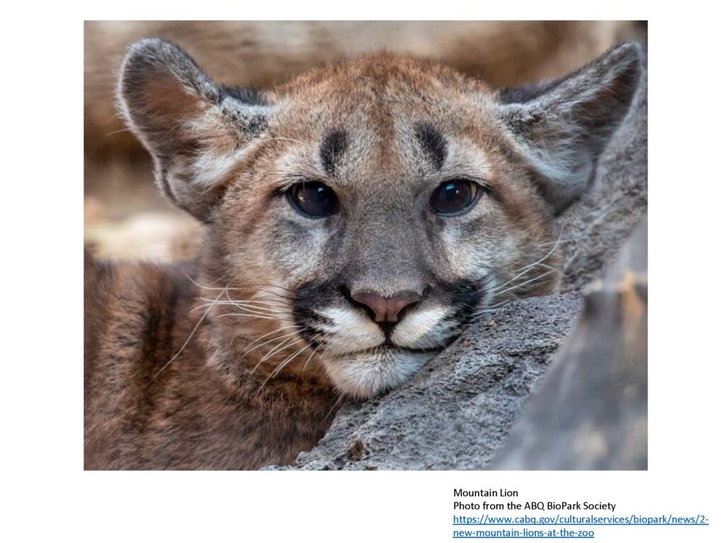 Mountain lion portrait with head on branch