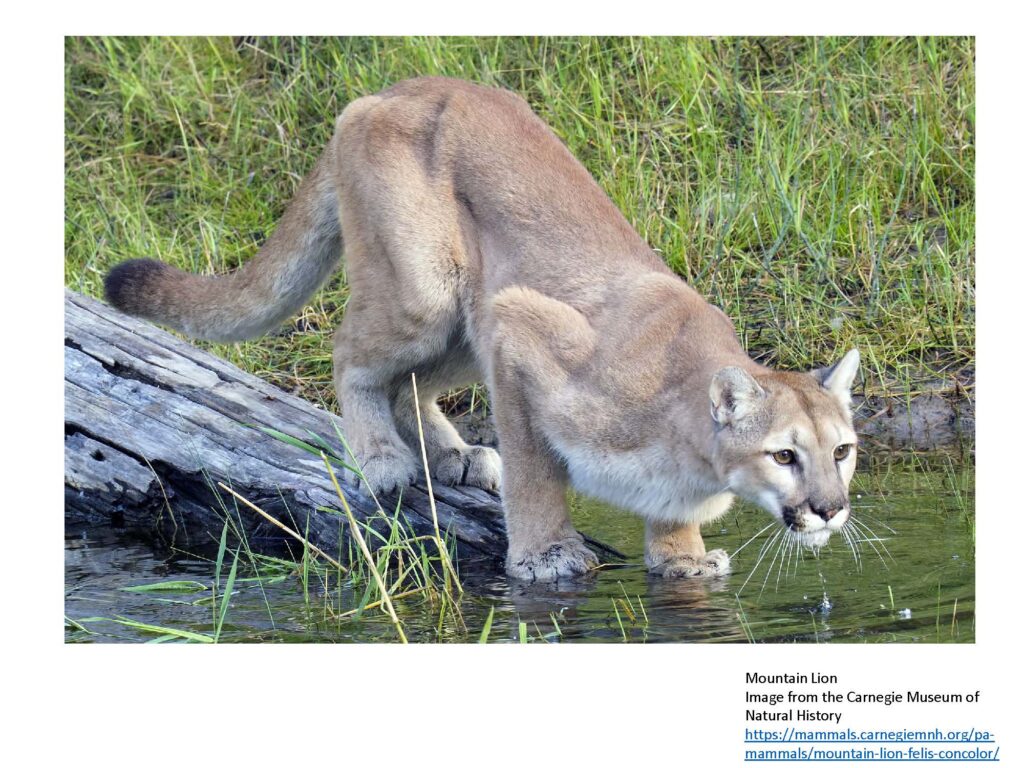 Mountain lion crouched on log at edge of water