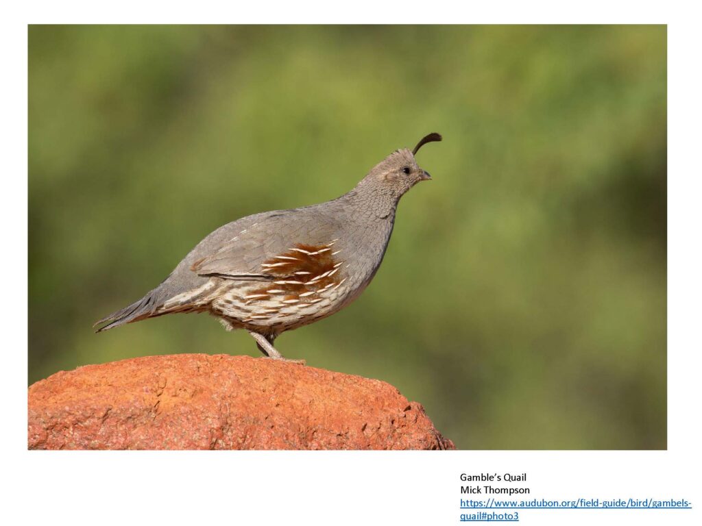 Adult female grey and brown quail on sandstone rock