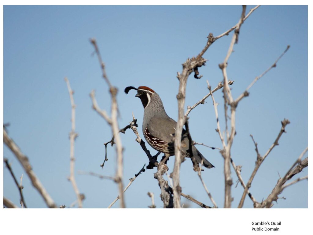 Adult male quail perched in bare branches
