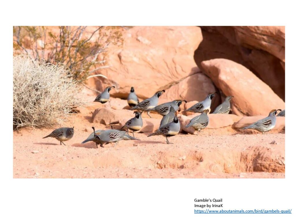 Group of quail on red sandstone