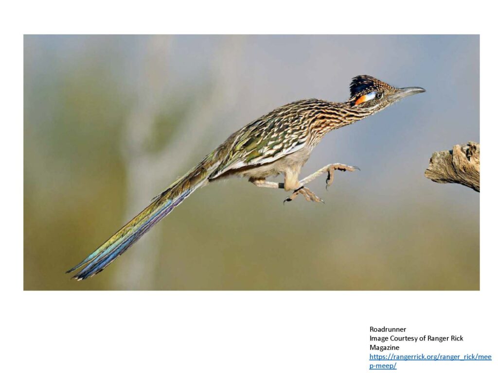 Roadrunner jumping with toes outstretched