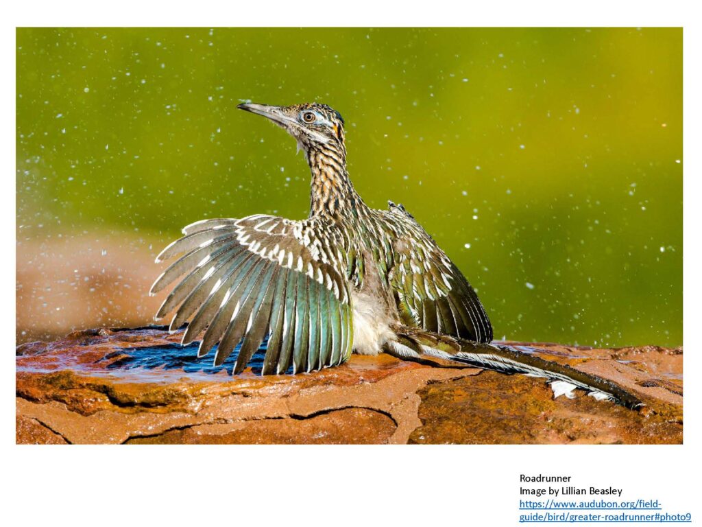 Roadrunner with wings outstretched at shallow water
