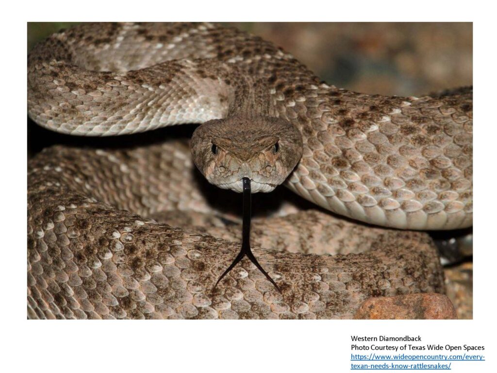 Western diamondback with tongue out
