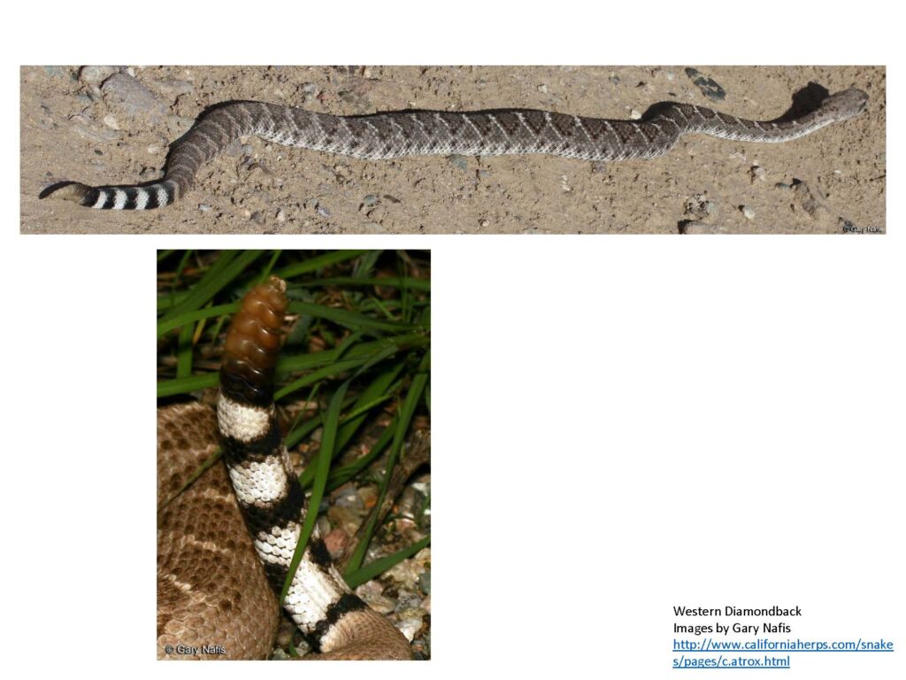 Western diamondback rattlesnake full length body, and rattle with black and white striped tail