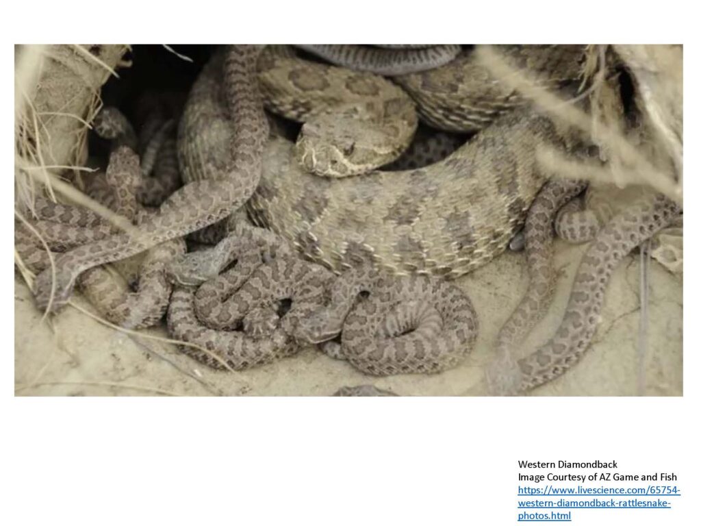 Adult western diamondback in dirt burrow with several small young curled up