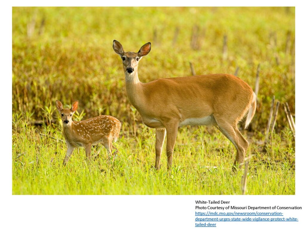 White-tailed deer adult female with spotted fawn in meadow