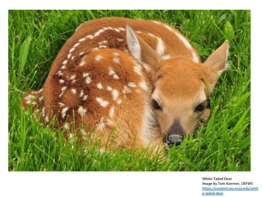 White-tailed deer fawn curled in grass