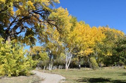 Cottonwoods turning yellow along path at Los Luceros Historic Site