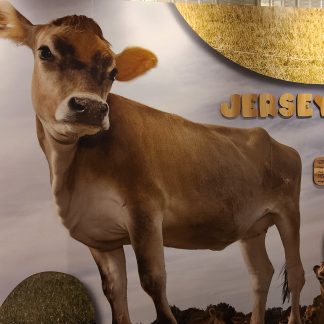 a cow with ears sticking out