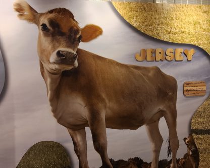 a cow with ears sticking out