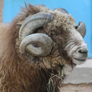 A sheep ram with very long curled horns