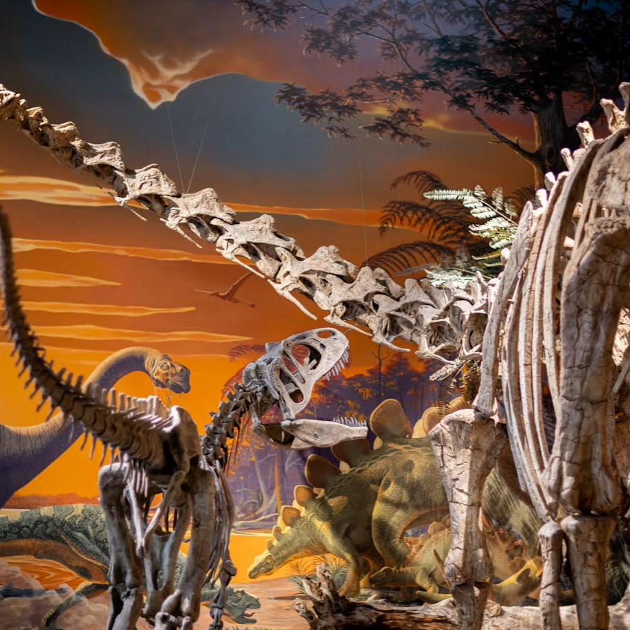 Large dinosaur skeletons in front of painted mural